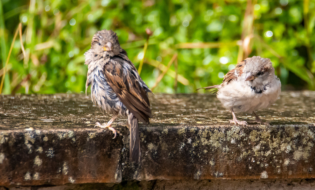 Sparrows