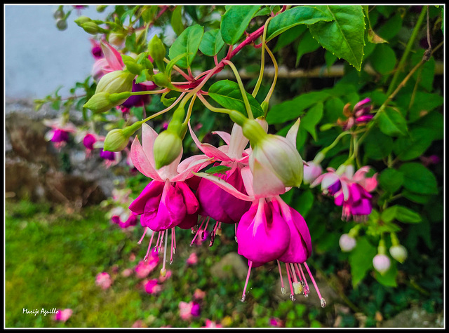 Fucsias