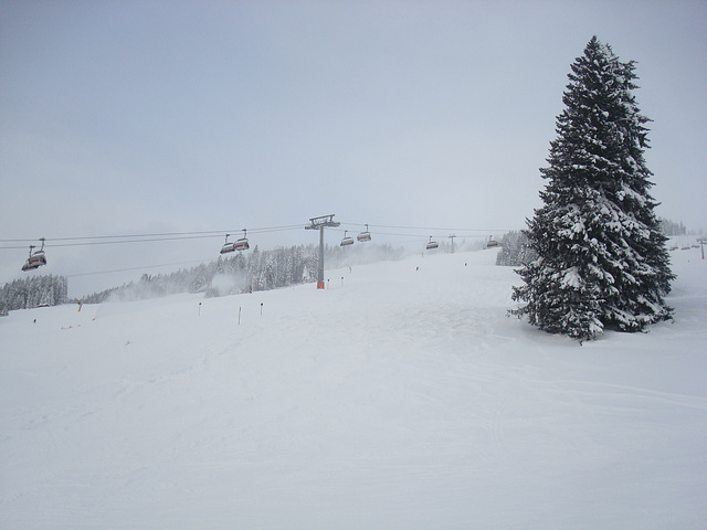 Ein Baum an der Piste