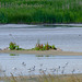 Avocets