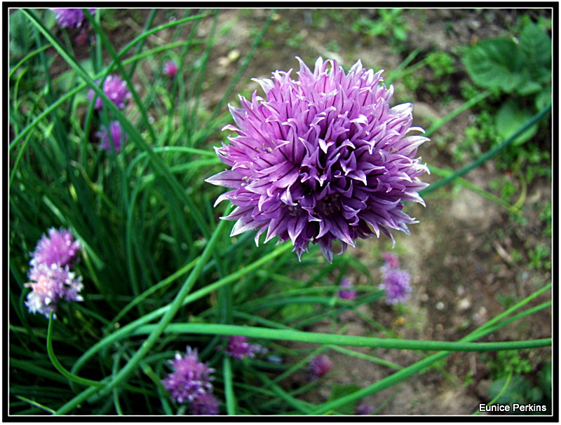 Chives