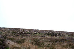 Middle Moor Rhododendron roots as Whale bones