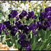 Iris Hollywood Night- Duncan 2001