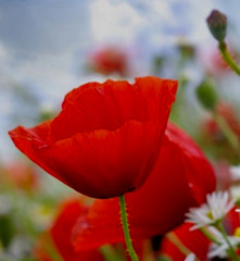 Gentil coquelicot♫♪♫