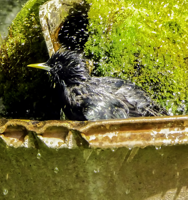 Starling taking a shower