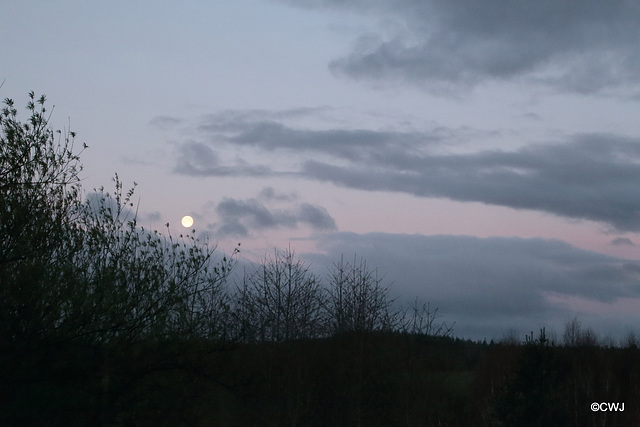 The moon in dawn skies