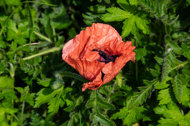 The first Poppy in flower