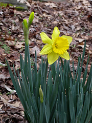 First daffodil flower of spring