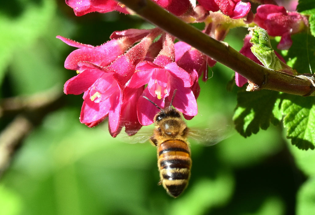 Biene vor der Johannisbeerblüte