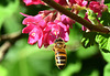 Biene vor der Johannisbeerblüte