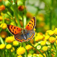 P1430091- Le Cuivré commun (Lycaena phlaeas) - Jardin  13 juillet 2017