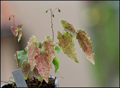 Epimedium 'Amber Queen'