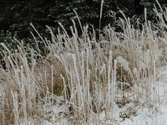 Frosted grasses