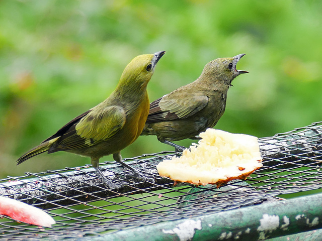 Stay away - this is MY food!