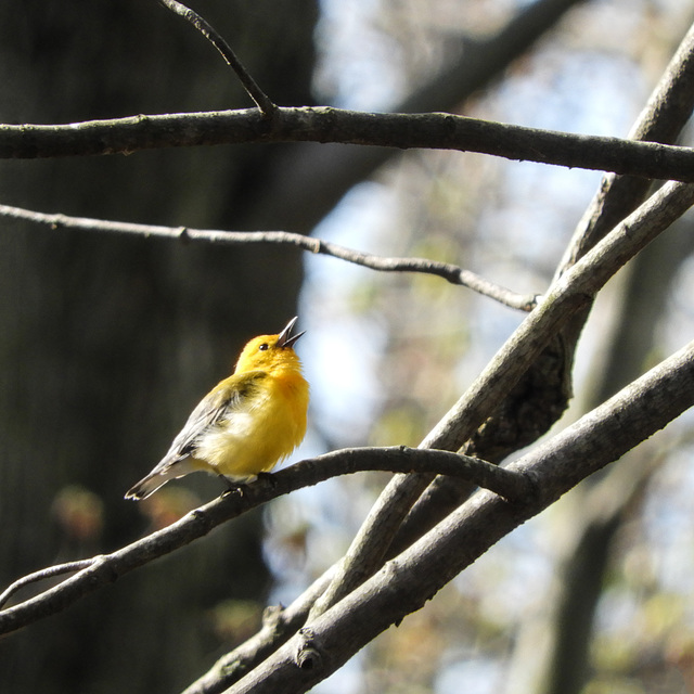 Day 4, Prothonotary Warbler, Point Pelee - ENDANGERED in Canada