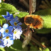 20200419 7266CPw [D~LIP] Wald-Vergissmeinnicht (Myosotis sylvatica agg), Wollschweber (Bombylius major), Bad Salzuflen