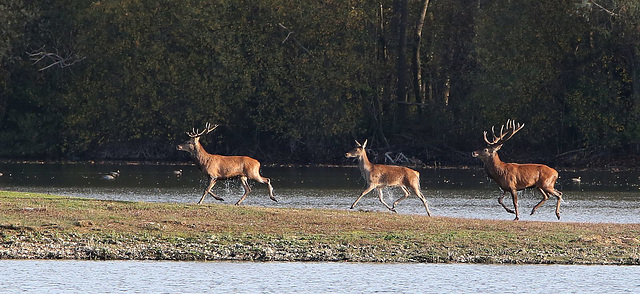 biche et ses gardes dix cors 11-2015