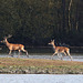 biche et ses gardes dix cors 11-2015