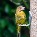 Greenfinch