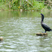 Guatemala, Black Cormorant in the Chocón Machacas Protected Biotope