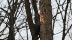 Pileated woodpecker vide0_DSC 0375