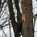 Pileated woodpecker vide0_DSC 0375