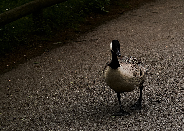 Tiergarten Nürnberg