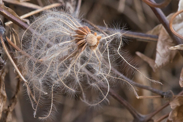 a hairy survivor