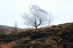 Middle Moor tree