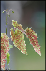 Epimedium 'Amber Queen'