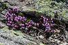 Thymus spec., Thymian - 2015-06-26--D4-DSC3070