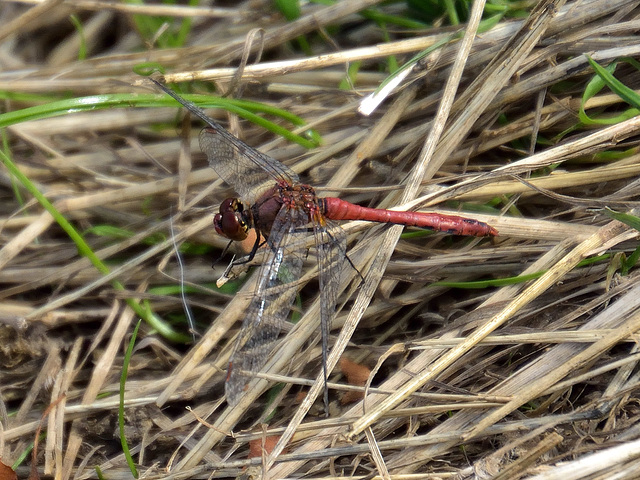 Ruddy Darter m (Sympetrum sanguinem) DSB 1518