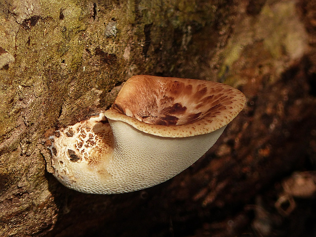 Day 4, fungus, Point Pelee