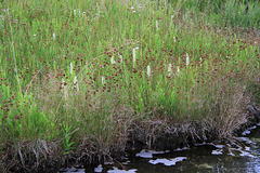 Hooded Ladies' Tresses along the Gibbon River