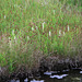 Hooded Ladies' Tresses along the Gibbon River