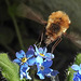 20200419 7268CPw [D~LIP] Wollschweber ( Bombylius major), Wald-Vergissmeinnicht (Myosotis sylvatica agg), Bad Salzuflen