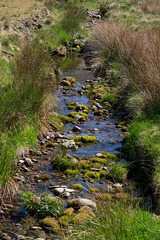 Brown Trout seen in that top pool