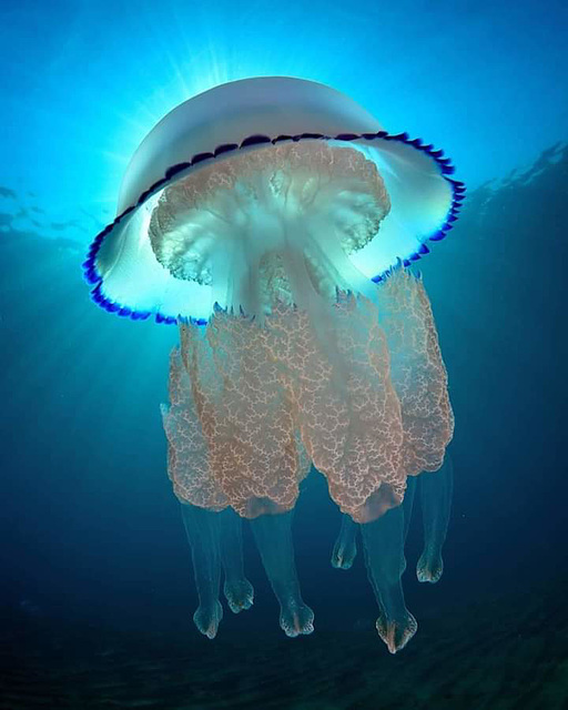 oaw - dustbin-lid jellyfish