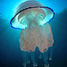 oaw - dustbin-lid jellyfish