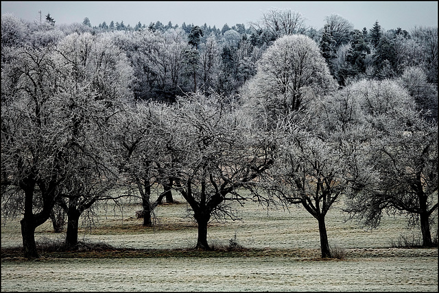 Der Winter ist Reif