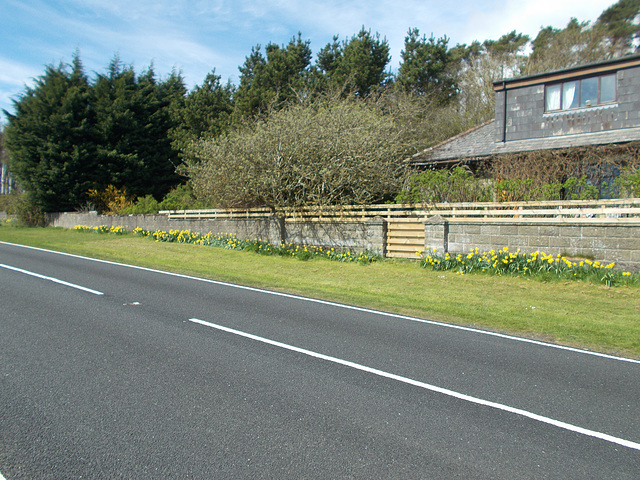 SoS[22] - daffodils on the frontage - {21 of 23}