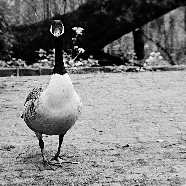 Tiergarten Nürnberg
