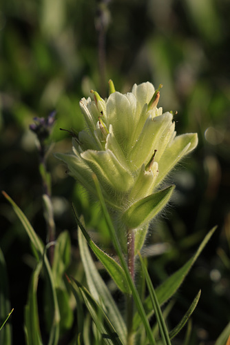 Sulphur Paintbrush