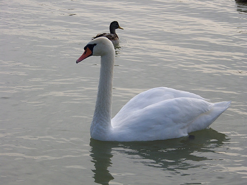 Cigno kaj anaso en Balaton