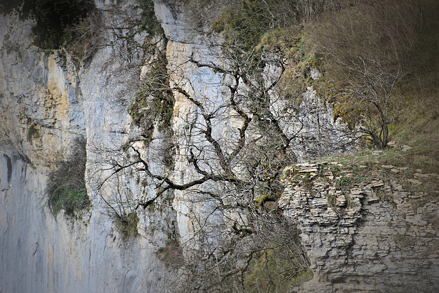 Reculée de Baume-les-Messieurs (39) 23 mars 2017. A flanc de falaise...