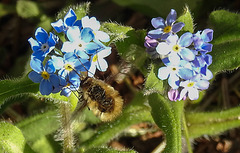 20200419 7269CPw [D~LIP] Wollschweber ( Bombylius major), Wald-Vergissmeinnicht (Myosotis sylvatica agg), Bad Salzuflen