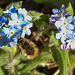 20200419 7269CPw [D~LIP] Wollschweber ( Bombylius major), Wald-Vergissmeinnicht (Myosotis sylvatica agg), Bad Salzuflen