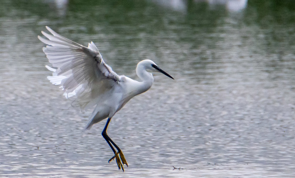 Little egret