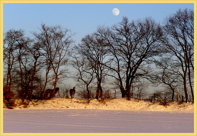 When the moon shines trough the trees