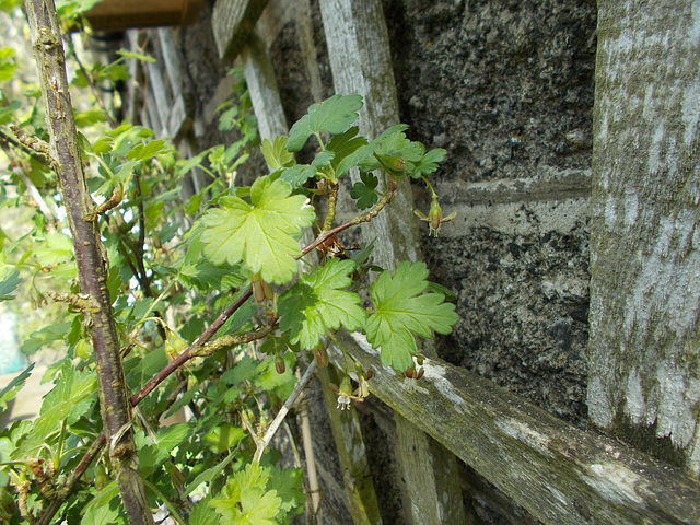 SoS[22] - gooseberry & wasp {1 of 7}